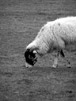 Sheep iii